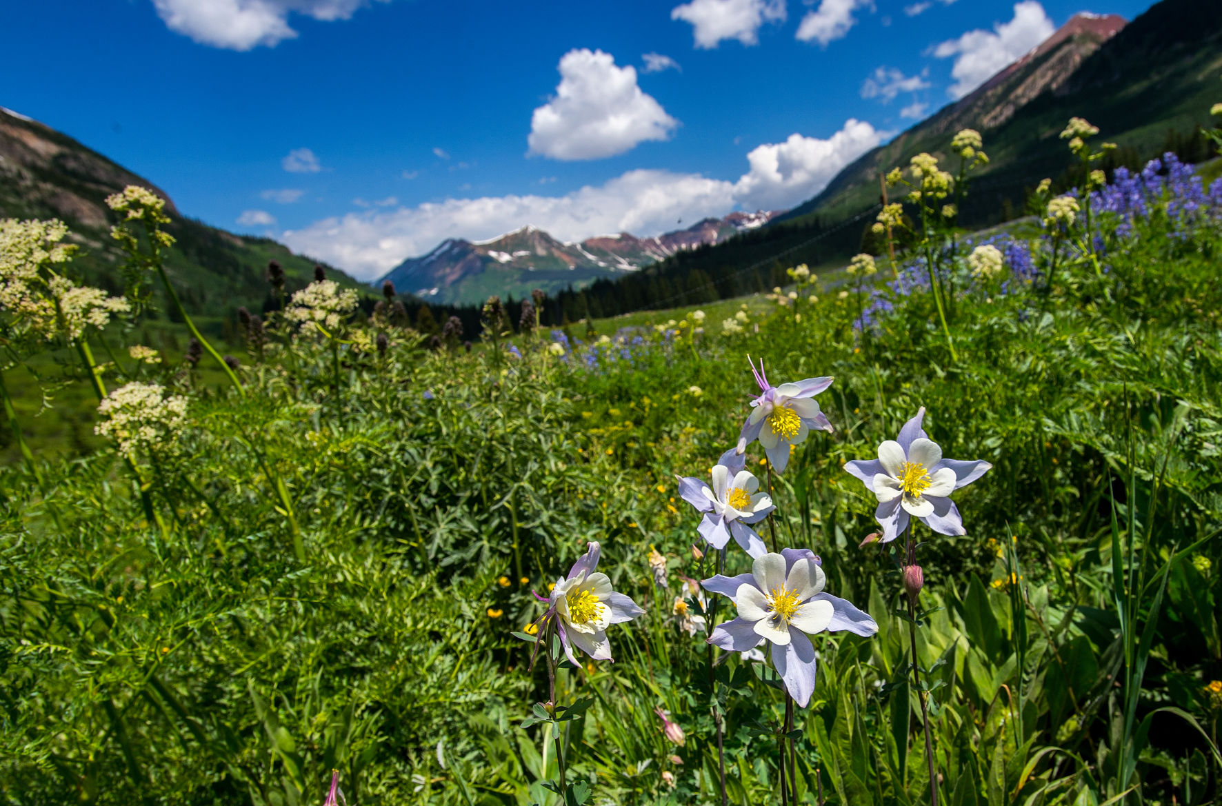 Columbines